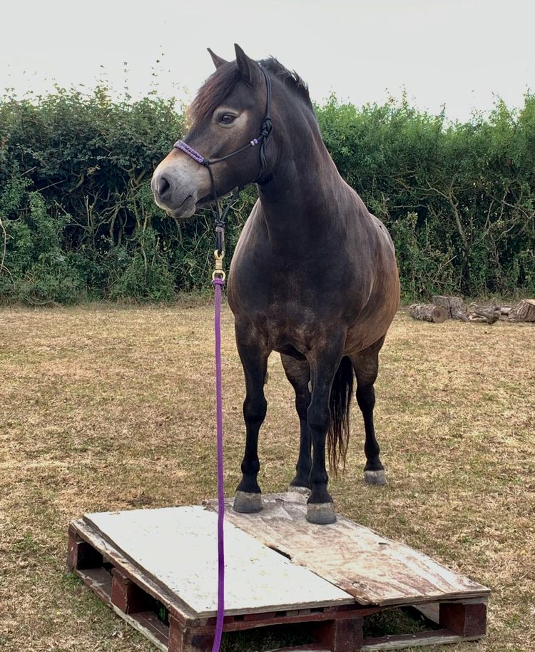 The Little Brown Pony who Changed Everything