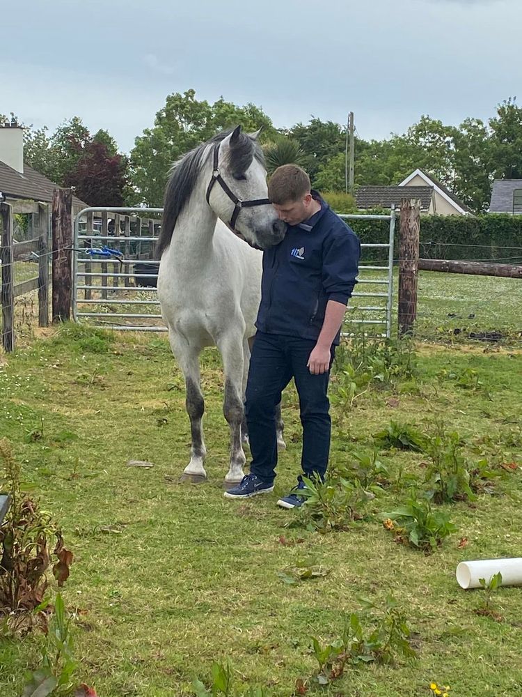 Neigh More Stress - How Equine Assisted Learning can help with your stress.