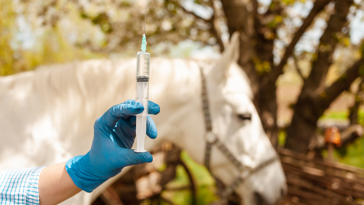 Have We Lost Our Equine Vets?!