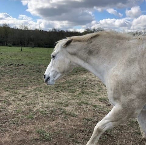 Horse Wellbeing: Emotions Impacts Behaviour, Relationships, Learning and Performance