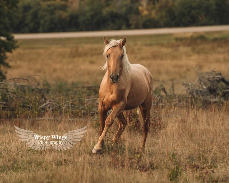 Around the World with Emily & Equitas - Alberta, Canada Edition