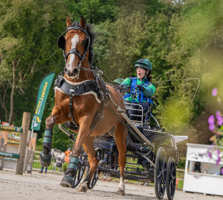 Road Safety: A Carriage Driver's Perspective