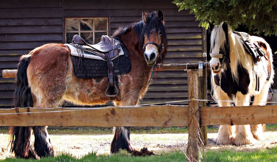 How Trail Riding Can Make a Rider