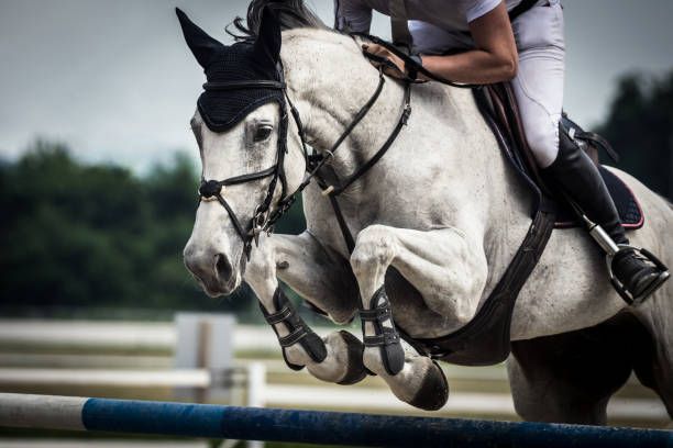 Showjumping - An Elitist's Sport?