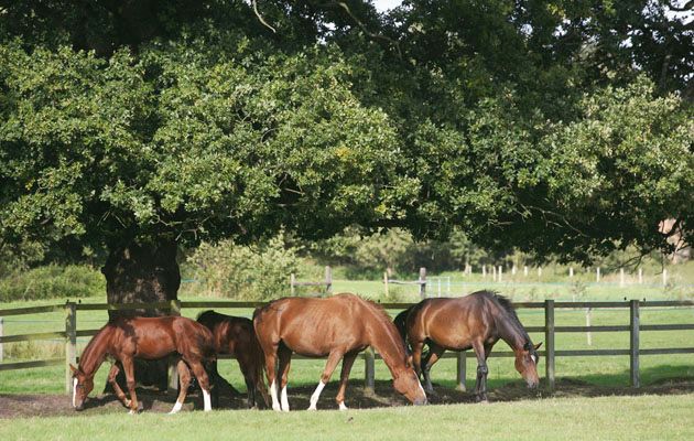 ATYPICAL MYOPATHY aka SYCAMORE POISONING