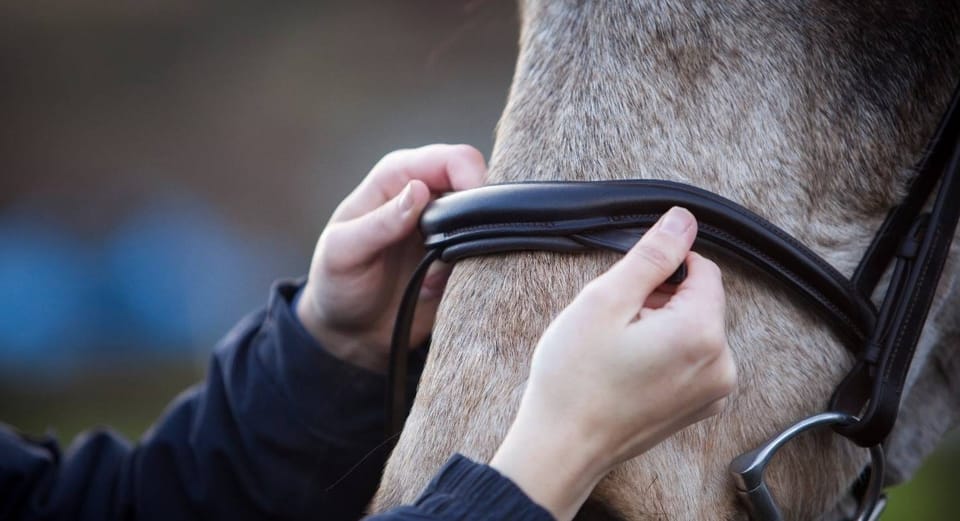 The Pressure to Noseband